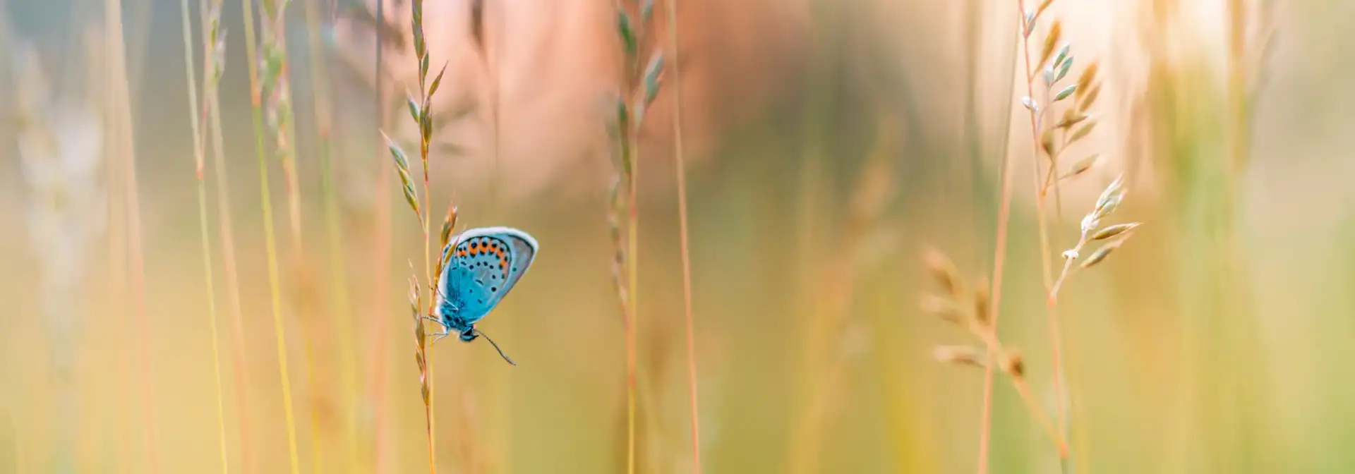 Psychotherapy for Addiction Treatment at Sheridan Grove Recovery, Aurora, Colorado